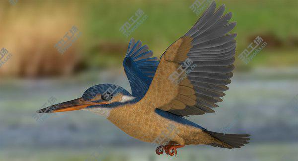 images/goods_img/20210312/Common Kingfisher 3D/1.jpg